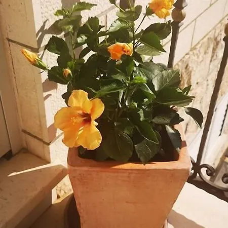 Πανσιόν Kate Dadic 3*