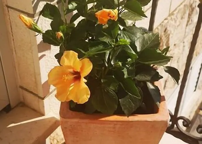 Casa de hóspedes Kate Dadic 3*